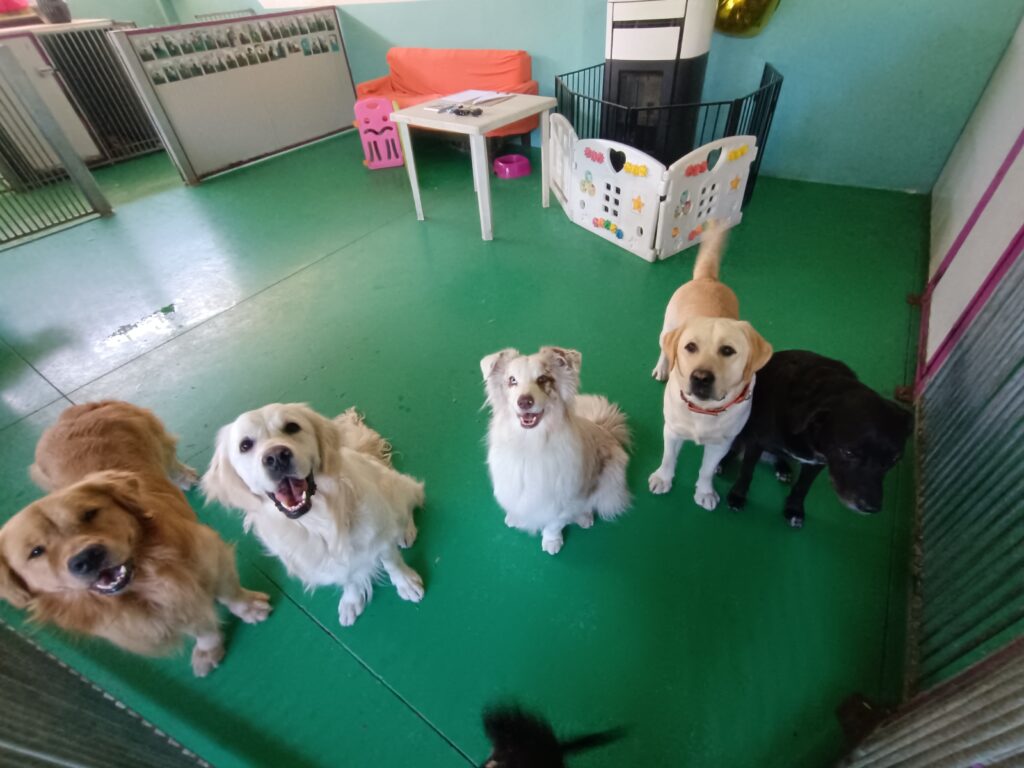 San Valentino del tuo cucciolo all’asilo per cani di Merate